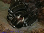 Theraphosa leblondi